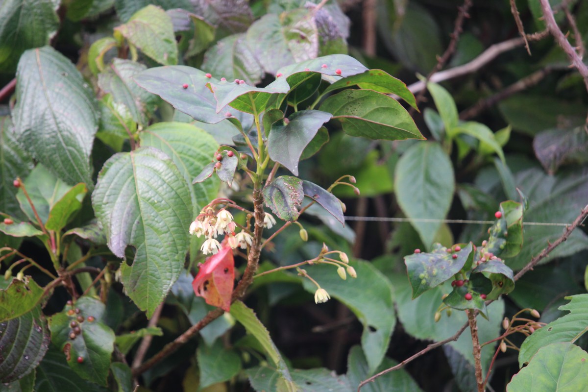 Elaeocarpus glandulifer (Hook. ex Wight) Mast.